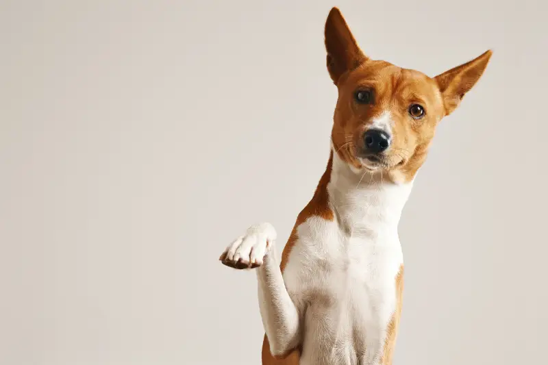 Read more about the article UPDATE ON THE PUPPIES’ DAD
